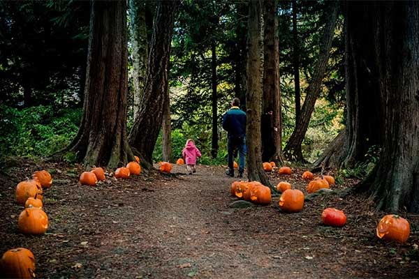 Sooke Spooky Pumpkin Walk